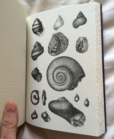 Kentucky Shells Ancient Oceans of Central Kentucky by David Connerley Nahm – Two Dollar ...